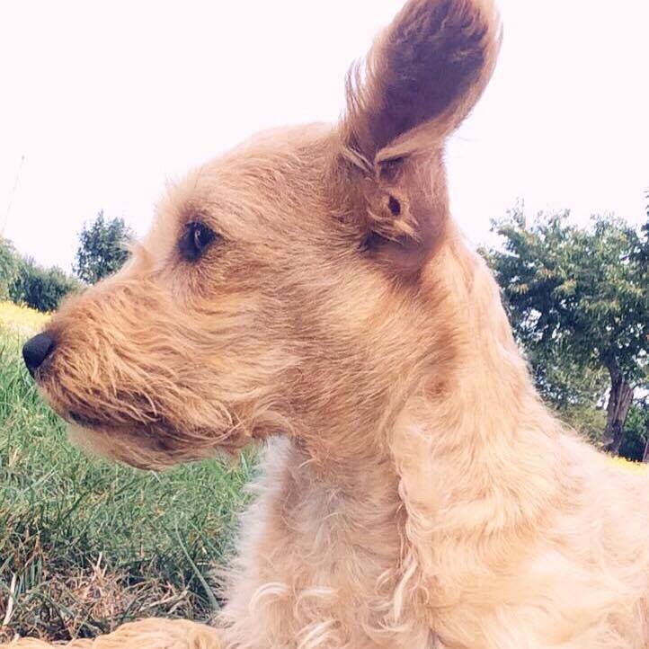 L'adoption d'un chien